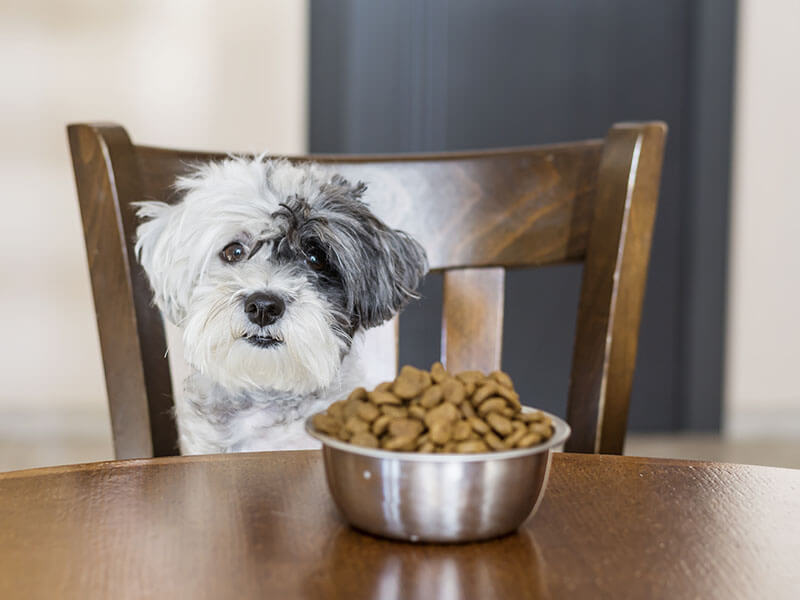 Choose K9 Collagen among the Best Pet Supplements for Dogs to Promote Better Joint Mobility
